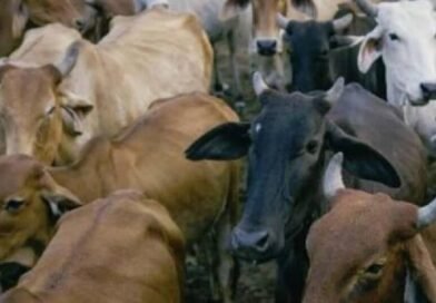 मालिकों की लापरवाही… खुले में मवेशी छोड़ने से आमजनों को हो रही परेशानी… अधिकारी लगाम कसने में नाकाम?…
